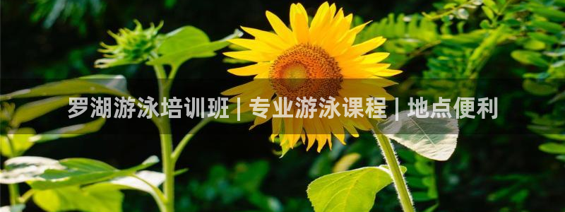 尊龙凯时的企业文化：罗湖游泳培训班 | 专业游泳课程 | 地